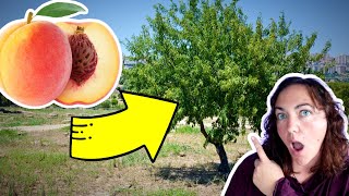 How to grow a peach tree from seed the easy way