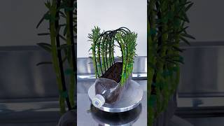 Sunflower archway design! #Recycling #PlantingTips #FlowerGrowthFun Fact #The Joys of Growing Flower