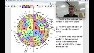 How Proteins are Made [Transcription + Translation] - Life Science/Biology (HS-LS1-1)