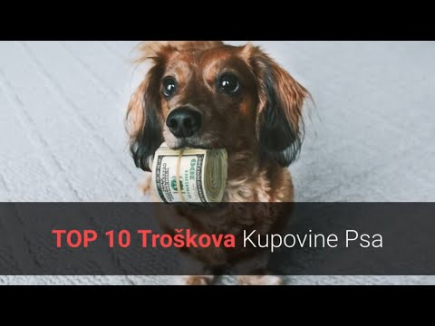 Video: 5 razloga ljubavi psa skloništa