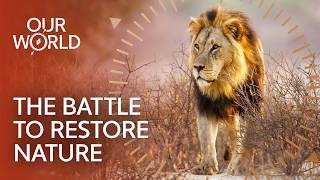 A New Wild Kingdom Rises In Namibia (4K Documentary)