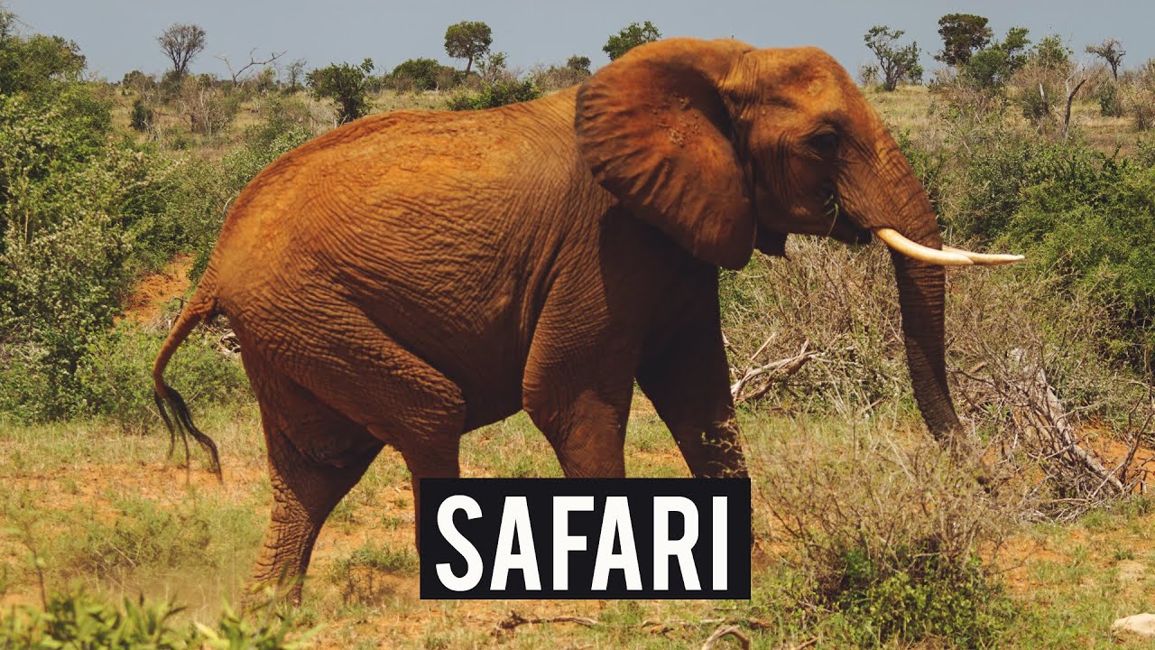 Il mio primo SAFARI [ Tsavo East, Kenya] | Matcha Latte