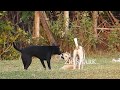 Summer Village RuralDogs!! Miniature Pinscher Vs Anatolian Shepherd Dog in Wat Svay Village