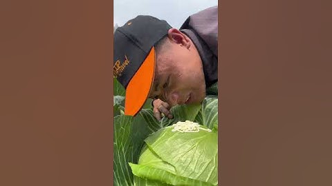 Rau cải tại vườn gặm một miếng hết sảy luôn #sapa #thittraugacbep #nangdausapa