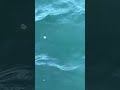 魚影撮れてる？#shorts #勝山海岸 #内房 #釣り