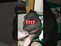 まだマイクロブタです。#shorts #マイクロブタ #pig #豆柴ひまり