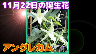 11月22日の誕生花 アングレカム どんな花 あなたに送る花言葉は Youtube 11月22日の誕生花 アングレカム どんな花 あなたに送る花言葉は Youtube