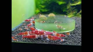 Super Red Crystal Shrimps