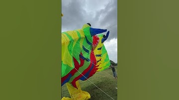 Thả diều các nghệ nhân lấy gió lên diều cá đuối #layangan #patang #kite