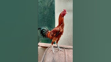 #ไก่ชนเงินล้าน #ไก่ชนพม่า พอขึ้นหนุ่มก็เริ่มหล่อ พลังลูกเกิด #ชนบทญี่ปุ่น #chicken