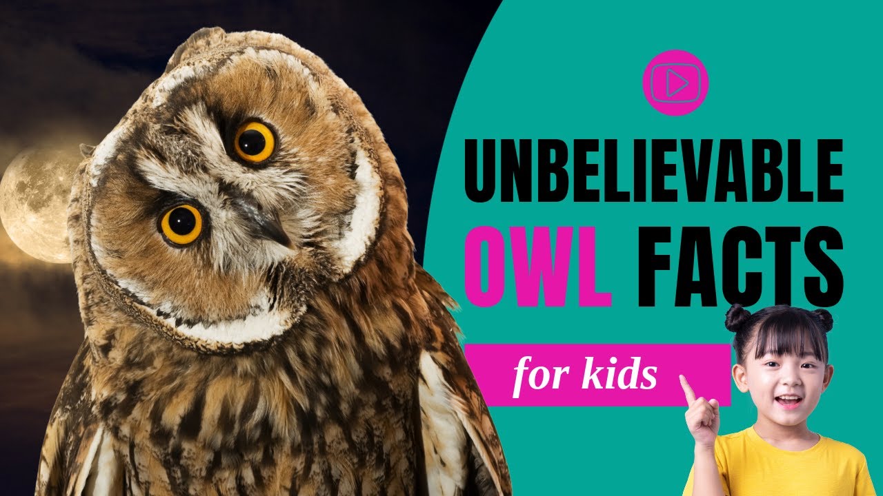 The Ultimate Owls Book for Kids | Bellanova Books