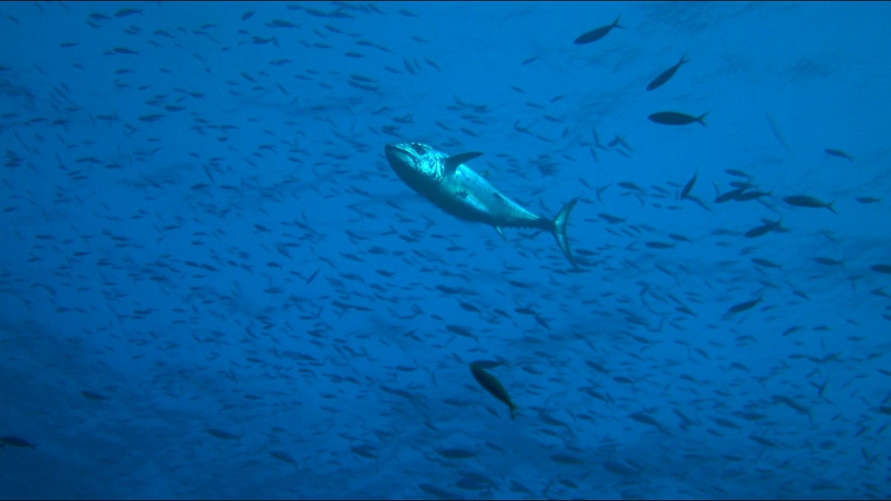 なぜ突然食い始める？魚の空腹周期とジアイの違い
