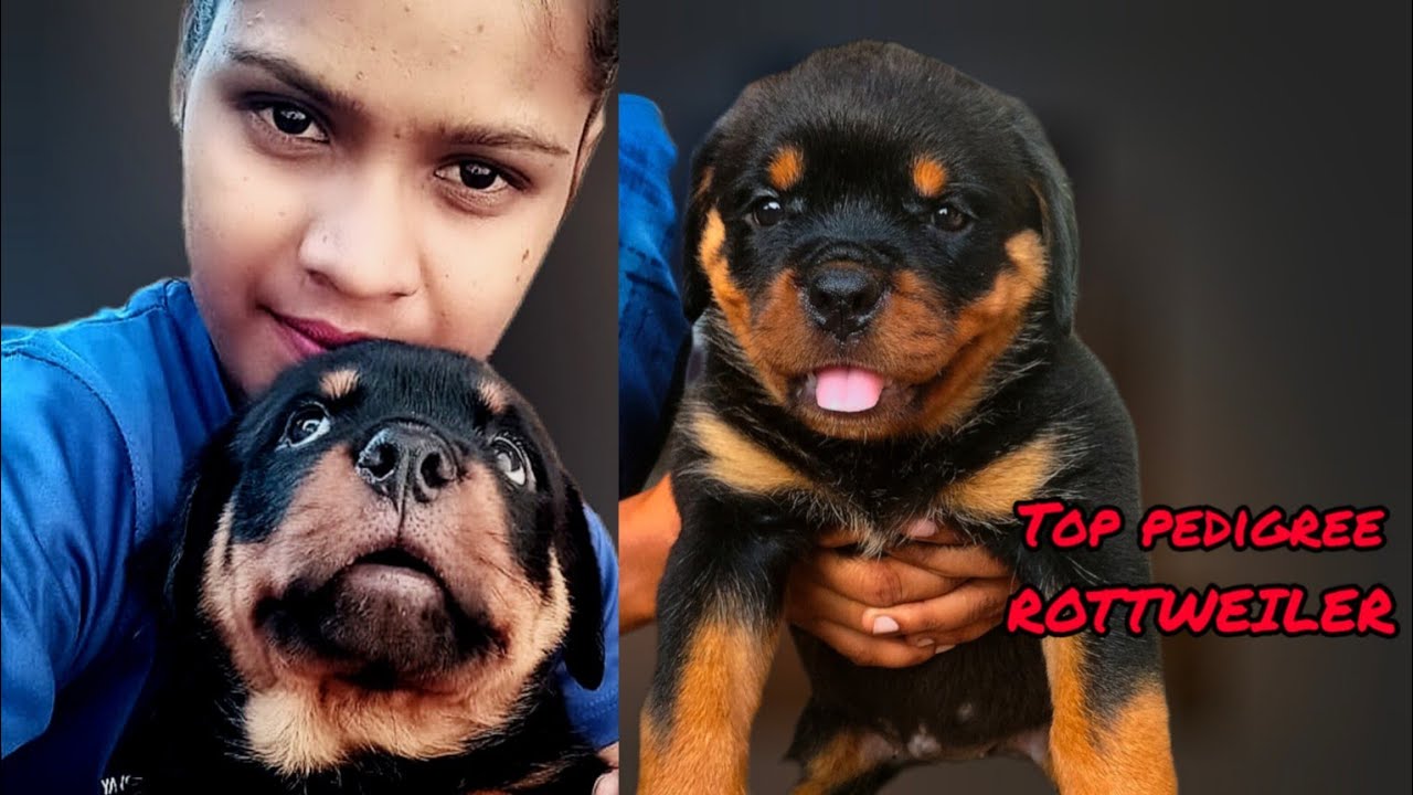 Extreme Rottweilers Extreme Quality punch Face Rottweiler puppies available with import ...