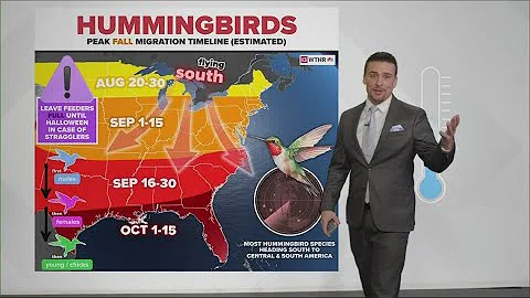 Hummingbirds are busy fueling up before their long journey south | Fall 2025 Migration Timeline