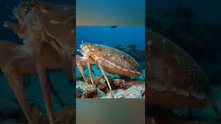 Giant Isopod atau Sea Spider? #DeepSea #MonsterLaut #GiantIsopod #SeaSpider #HewanAneh
