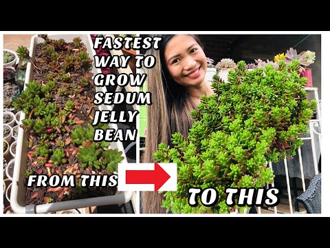 LEARN THE FASTEST WAY TO GROW SEDUM JELLY BEAN | Succulents