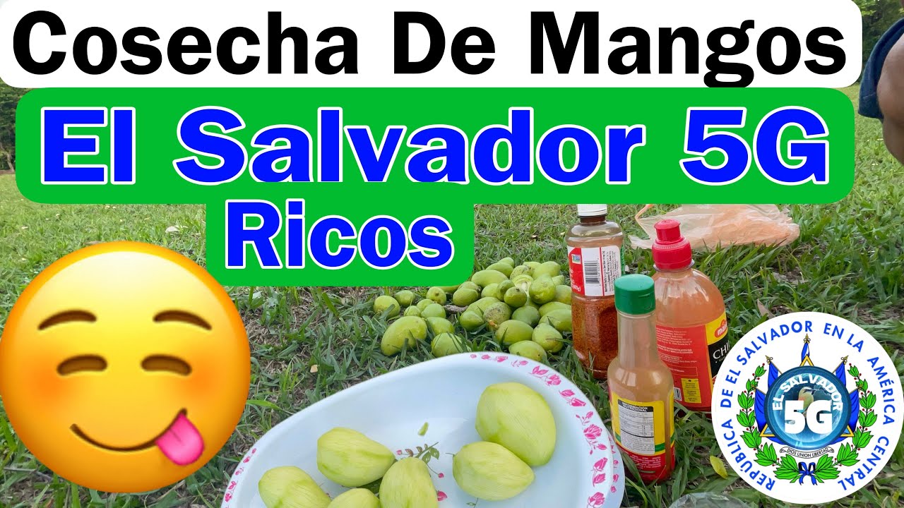 LA COSECHA DE MANGOS TIERNOS EN EL SALVADOR YouTube
