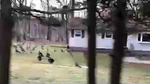 Pretty Bird