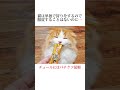 ちょww猫の秘密可愛すぎるww【雑学】猫の秘密10選がこちら💁‍♀️#猫 #キャットフード #動物