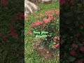 beautiful  flower  #asmr   #flowers #godscreations