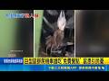 肥鼠橫行台中街頭！10巨鼠爬機車搶食「免費餐點」民眾驚恐喊不衛生｜三立新聞LIVE