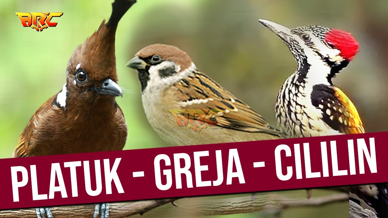 MASTERAN MURAI JUARA | KOMBINASI PLATUK BAWANG - GREJA TARUNG - CILILIN GACOR