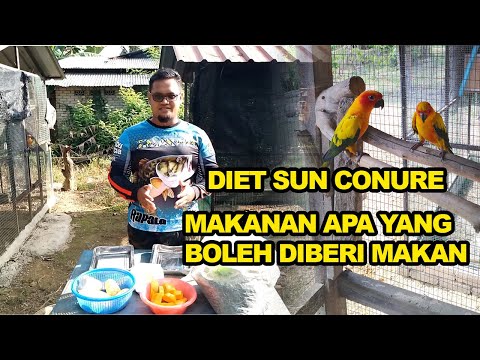 Video: Makanan mana yang selamat untuk Parakeet untuk dimakan?