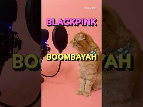 Blackpink Cover By Benny The Cat Shorts