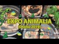 ¡BOAS, PITONES BOLA, GECKOS LEOPARDO Y MÁS EN EXPO ANIMALIA! - El Terrario Feliz