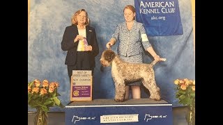 Grooming the Lagotto Puppy