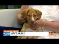 RESCUE ME FRIDAY: MEET APRIL!