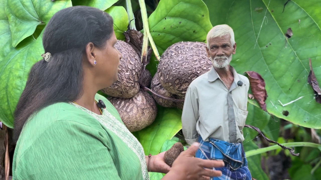 Elephant foot yam Garden |  இராசவள்ளி கிழங்கு | Jaffna, Navakiri | VILLAGE COOKING TV OFFICIAL