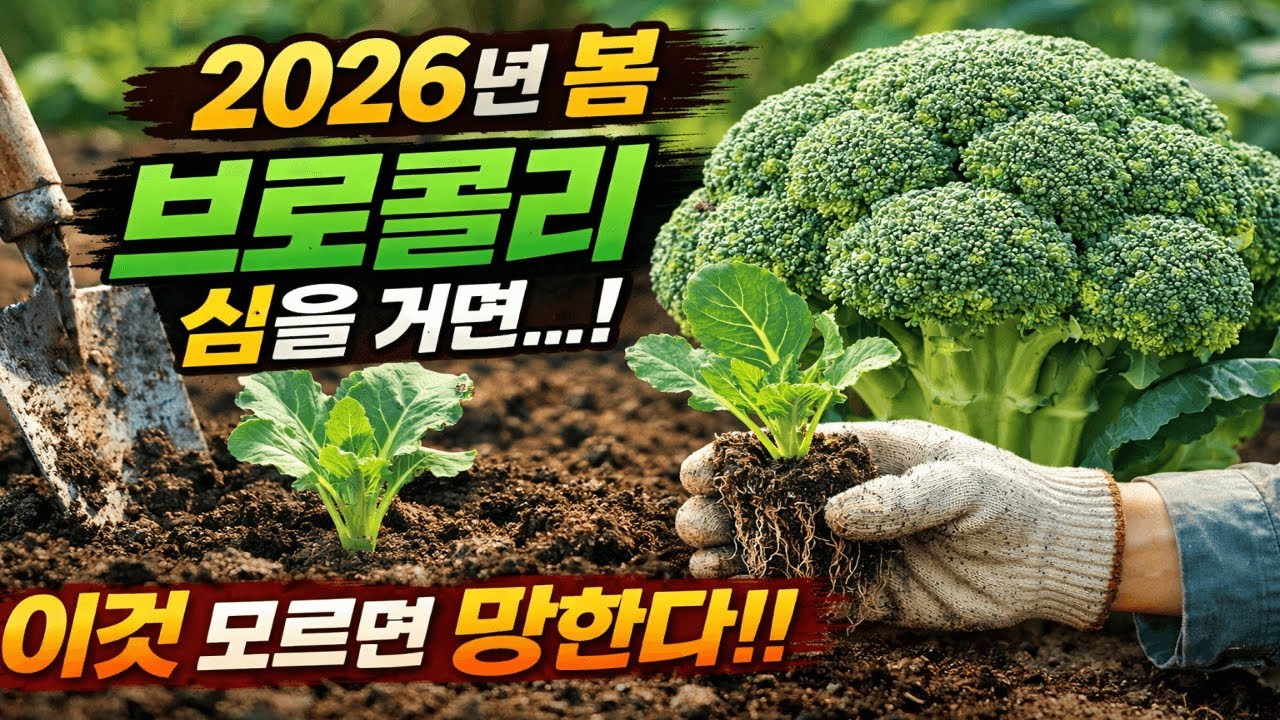 2026년 봄 브로콜리 재배｜이렇게 심으면 확 달라집니다!