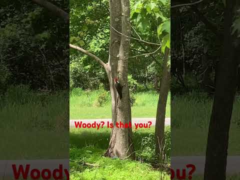 Woodpecker Backyardwildlife Woodpecker Neighborsue Birdwatching Birdlover Birdsofyoutube