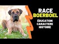 Race de chien boerboel boerbull  caractre prix education histoire inconvnients qualits