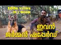 German shepherd / ഇവൻ ജർമ്മൻ ഷെപ്പേർഡ്  / dog farming kerala