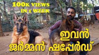 German shepherd / ഇവൻ ജർമ്മൻ ഷെപ്പേർഡ്  / dog farming kerala