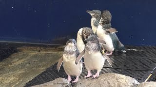 The Smallest Penguins In Europe Move Into Their New Home