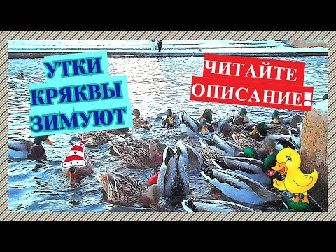 УТКИ КРЯКВЫ ЗИМУЮТ!