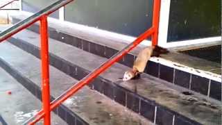 Walking the ferret! by channel4ferrets 2,001 views 11 years ago 59 seconds