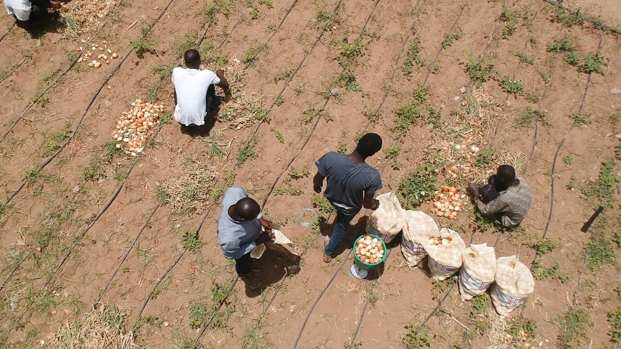 LE CHAMP  ÉCOLE, LA CLASSE SANS MUR DU DEPARTEMENT DE BIOLOGIE VÉGÉTALE DE L’UCAD