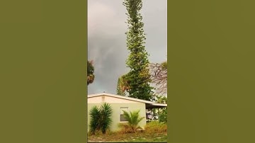 Video capturing the exact moment lighting stricks the tree. #viral #nature #magic