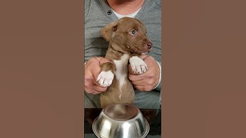 Thumbnail of Rescued Puppy Loves the Drums 😍 #shorts
