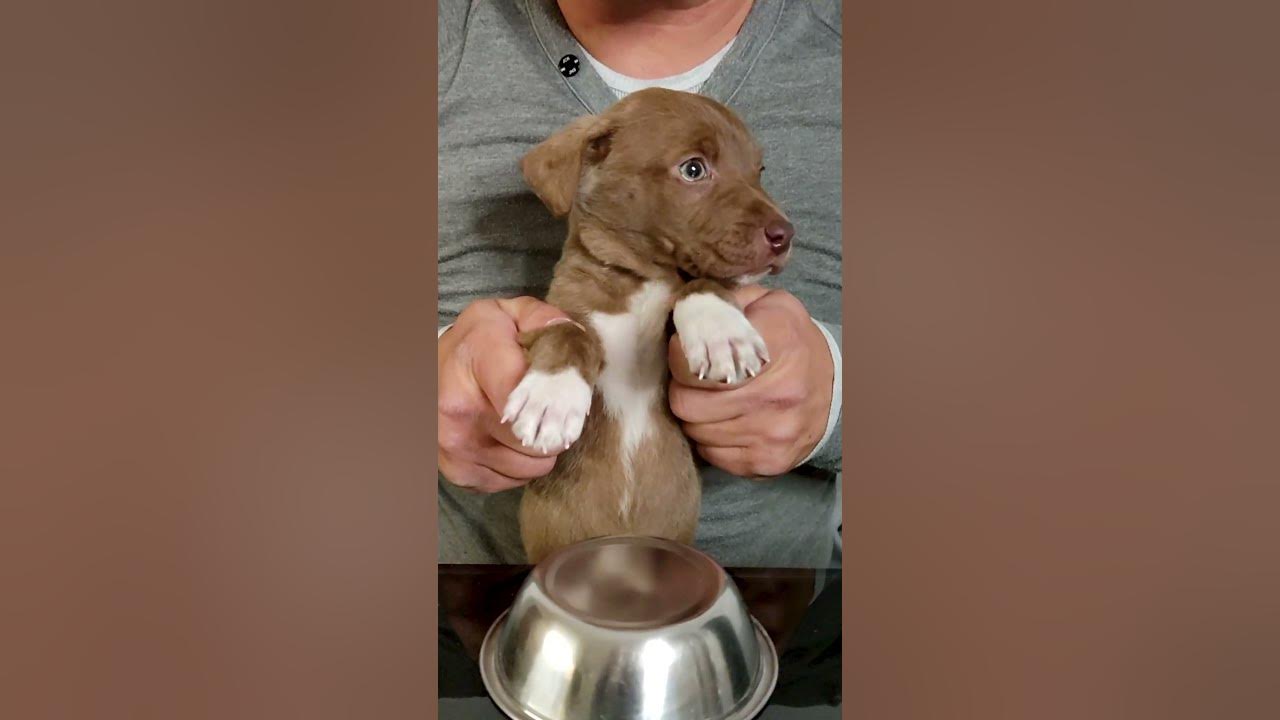 Rescued Puppy Loves the Drums 😍 #shorts