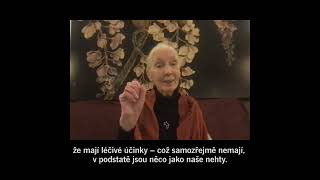 Videozdravice Jane Goodall: světoznámá bioložka vítá mládě luskouna