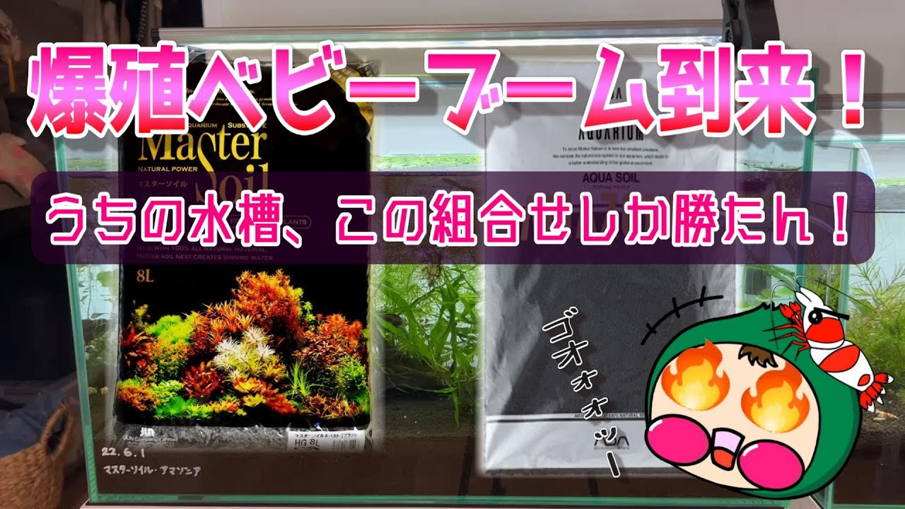 No.30【ビーシュリンプソイル】爆殖ベビーブーム到来！ウチでは、このソイル組合せしか勝たん！