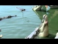 Охота на крокодилов в Паттайе