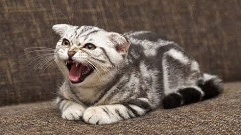 Cats Who Are Extremely Angry PART 2 (A Compilation)
