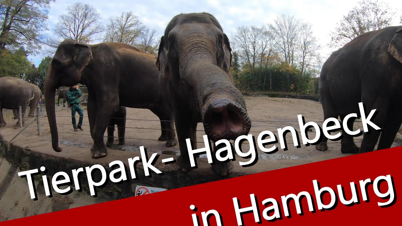 Tierpark - Hagenbeck in Hamburg / Elefant - Tiger und Giraffe kann man hier sehr gut beobachten
