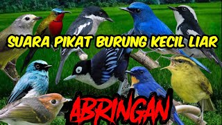 suara pikat burung kecil di hutan abringan cikrak daun opior jawa cirici cucak rawis jt55